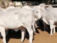 Outrage As Bandits Request 700 Cattle, 1,000 Sheep From Residents