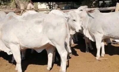 Outrage As Bandits Request 700 Cattle, 1,000 Sheep From Residents